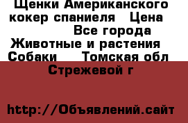 Щенки Американского кокер спаниеля › Цена ­ 15 000 - Все города Животные и растения » Собаки   . Томская обл.,Стрежевой г.